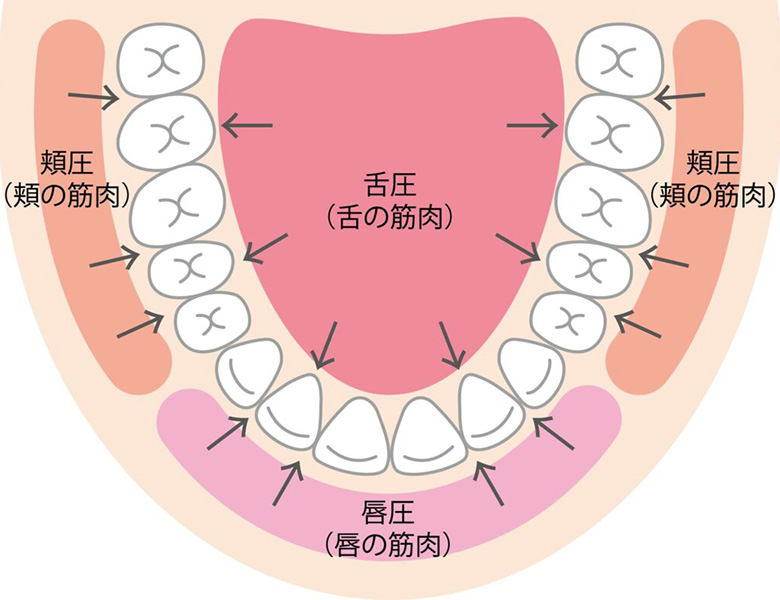 亀有の歯医者、西川クリニック歯科室｜矯正歯科の口腔機能発達不全症